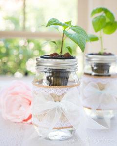 Mason Jar Plants, Hydroponics, Mother's Day Gift, Housewarming Gift